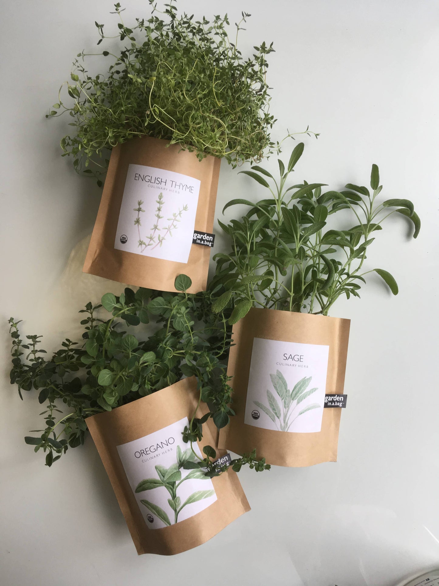 Garden in a Bag | Italian Parsley