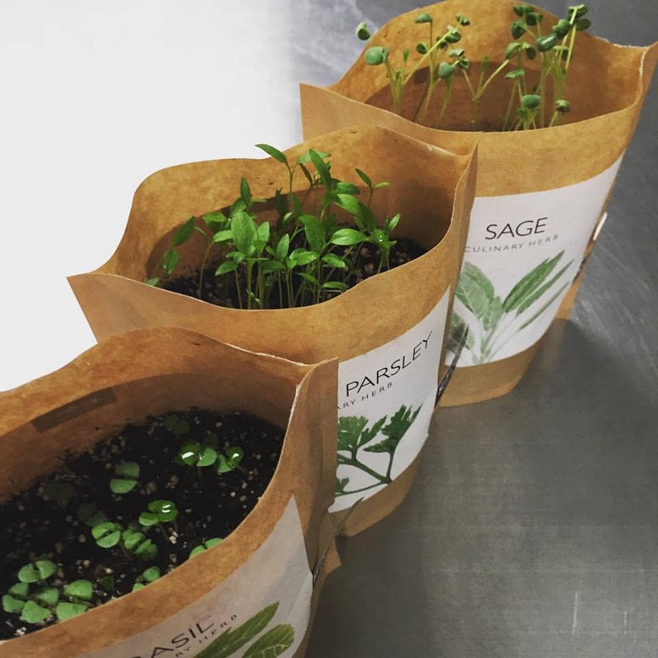 Garden in a Bag | Italian Parsley