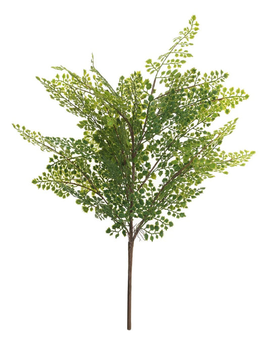 24" Maidenhair Fern