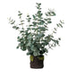 25" Drop In Eucalyptus Plant