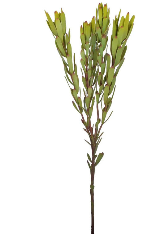 32" Leucadendron Stem-UV Protected