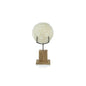 Natural Clamrose Sea Shells on Wood Stand